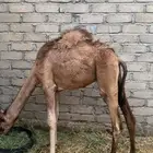 قعود مشروط سمين مشاءالله تبارك الله