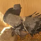 جوز رقاصي منتج على الشرط