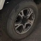 اللبيع جنوط