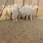 طليان حريات