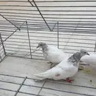 حمام باكستاني