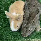أرانب صغيرة نظيفة وكيوت لعوبة اللي يبغى الزين يلحق عليه