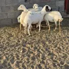 ضأن صمع