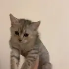 قطه للتبني مع الاغراض