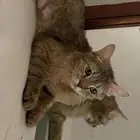 حيوانات