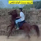 عسف خيل اعادت عسف تعليم رقص تربيع سست خطوه