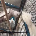 للبيع ببغاء كروان