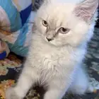 قطه