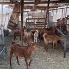 تيوس محايلي لباني