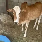 تبيع للبيع