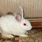 أرنب للتبني