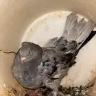 حمام قطيفي للبيع
