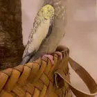 كروان بداية تغريد أليف جدا تم البيع