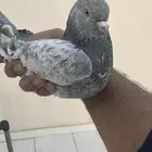 حمام باكستاني