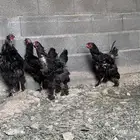 دجاج براهما