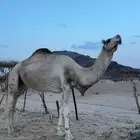بعير ارك