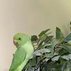 ببغاء دره