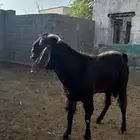 تيس فحل