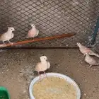 قماري هولندي