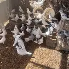 الجله وتبراك