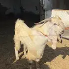 تيس عارضي فحل