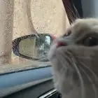 قط ذكر طالب تزاوج