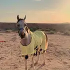 حصان واهو شعبي