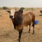 ثور فحل مشروط ثني