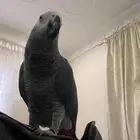 كاسكو