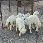 ( تم البيع )طليان حريات فاخره