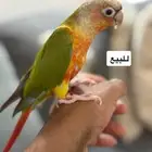 للبيع كنيور اليف