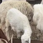 خروف حري جذع عمره تقريبا  5 شهور