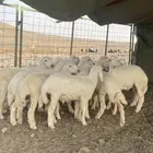 طليان مناسبات و زواجات
