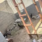 دجاج