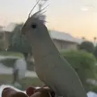 كروان اليف لبينو