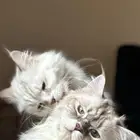 احتاج قطط اناث للتزاوج