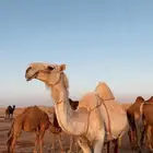 للبيع خلفه ام رابع
