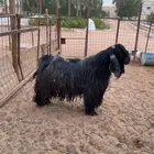 تيس للبيع