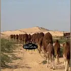 خلفات نياق جمال فحول سواحل كفو .