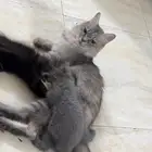 قطط للبيع