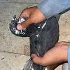 جوز قطيفي قلاب