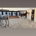 تدريب ركوب الخيل و الإيواء