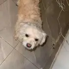 كلب امريكي للبيع