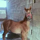مهر مصري بيور