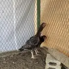 فارسي طقمين