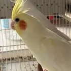 زوج كروان اليف وذكر متكلم ((تم البيع))