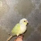 كنيور مون شيك هدد