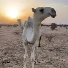 قعود أوضح كفو