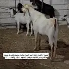 تيس فحل جامع اجم املح للبيع