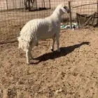 طلي فحل كفو